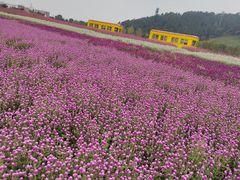 -径山花海