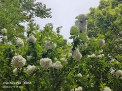 -上海滨江森林公园