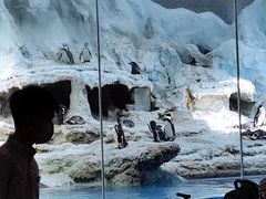 -帝企鹅自助餐厅•儿童岛•真企鹅(长隆企鹅酒店)