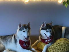 -Husky Go! 哈士奇体验馆·宠物咖啡厅狗咖