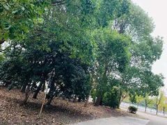 -胜华驾校·小猫学车(银都店)