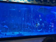 -烟台海昌鲸鲨海洋公园