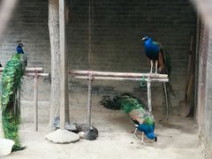 -罔极寺