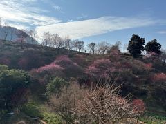 -新建村梅花