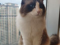 -Catmate·猫肥家润(金润铂宫店)