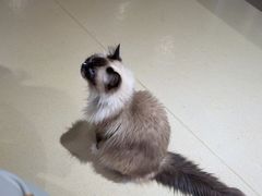 -藏猫猫咖啡主题馆(中央大道店)