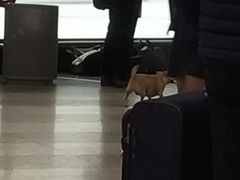 -米兰马尔彭萨国际机场