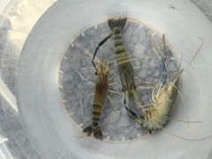-DGE季风钓虾营地·团建·聚会