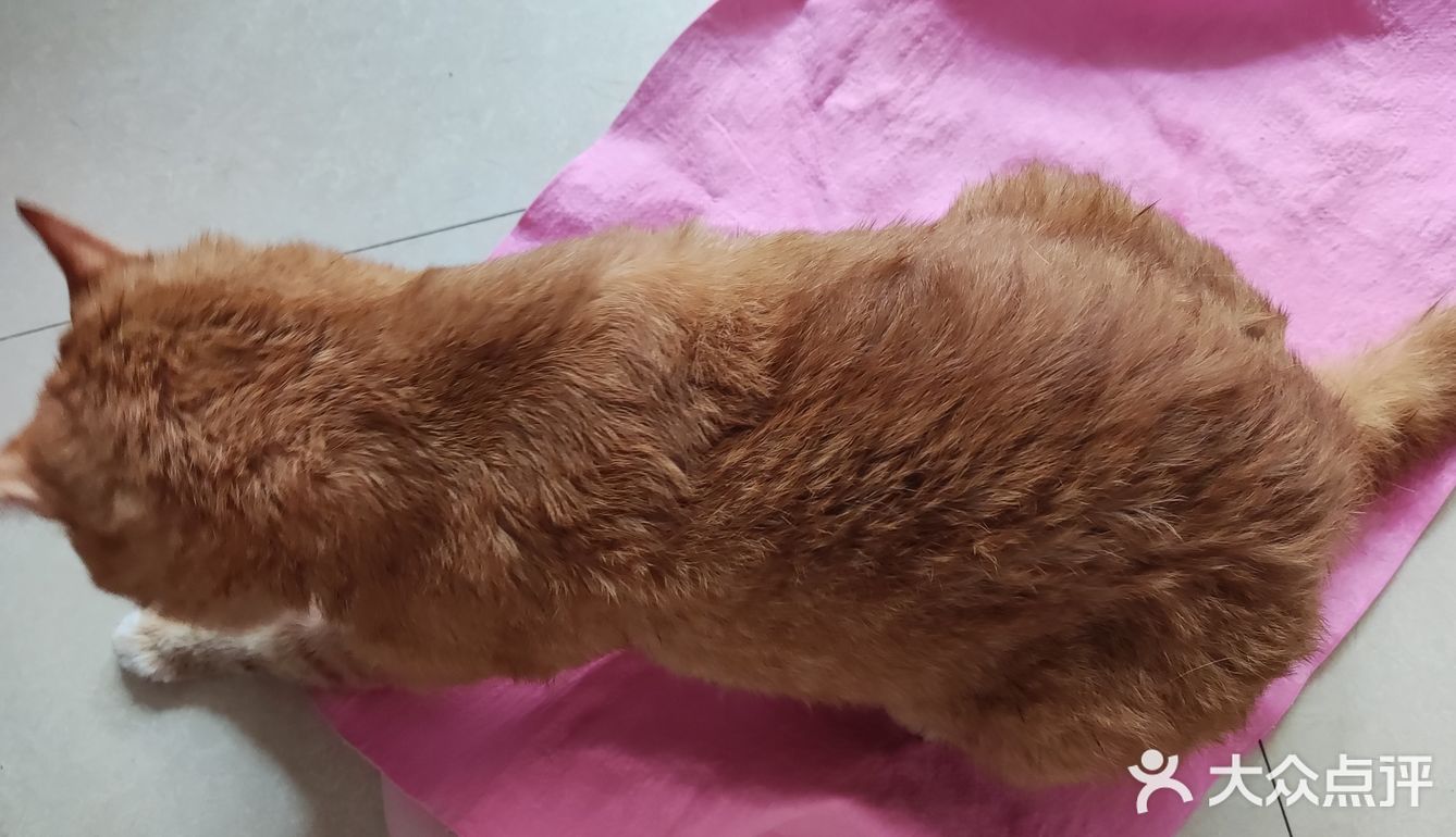 洗猫大行动