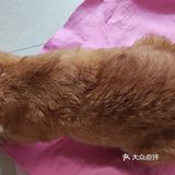 洗猫大行动