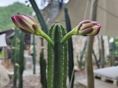 -MOJ coffee(瓯海泽雅水碓坑店)