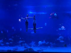 -烟台海昌鲸鲨海洋公园