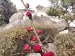 -江宁织造博物馆