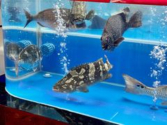 -明本海鲜大排档·鱼生海鲜烧烤宵夜(陈家祠店)