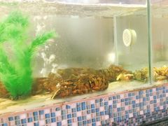 -巽寮印象美食部落餐厅·海鲜·地方特色菜(惠州体验店)