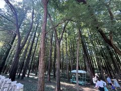 -日照海滨国家森林公园