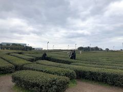 -雪绿茶博物馆
