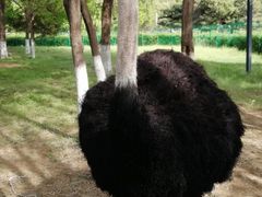 -长白岛森林公园