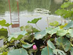-陈家山荷花公园