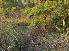 -昆山城市生态森林公园