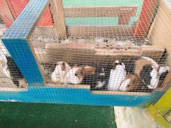 点击看大图 -萌宠亲子动物乐园(槐房万达店)