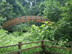 -西双版纳原始森林公园