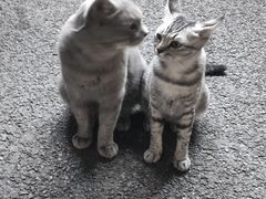 -猫岛主趣味餐厅(鼓浪屿店)