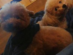 -PETKIT小佩宠物(昭化店)