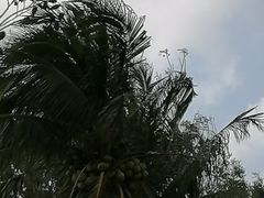 -东郊椰林