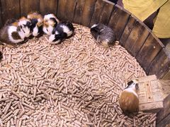 -正佳雨林生态植物园