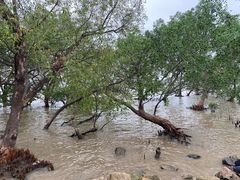 -宝安西湾红树林湿地公园