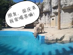 -灵玲国际马戏城