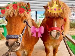 -萌宠亲子动物乐园(槐房万达店)