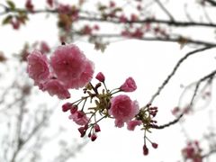 -天适樱花悠乐园