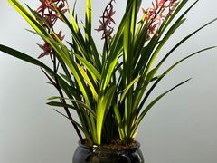 -石家庄市植物园