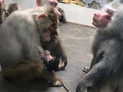 -西安秦岭野生动物园