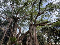 -瑞丽独树成林风景区