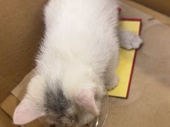 -北京观赏动物医院·24小时大型综合·猫专科·异宠专科
