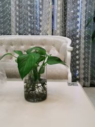 -苗医生草本科技祛痘