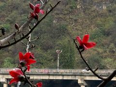 -跃进桥火烧鸡(怒江西岸店)