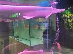 -大自然花鸟鱼虫市场