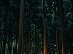 -都江堰景区