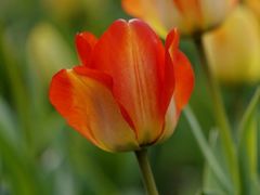 -洛阳郁金香牡丹园