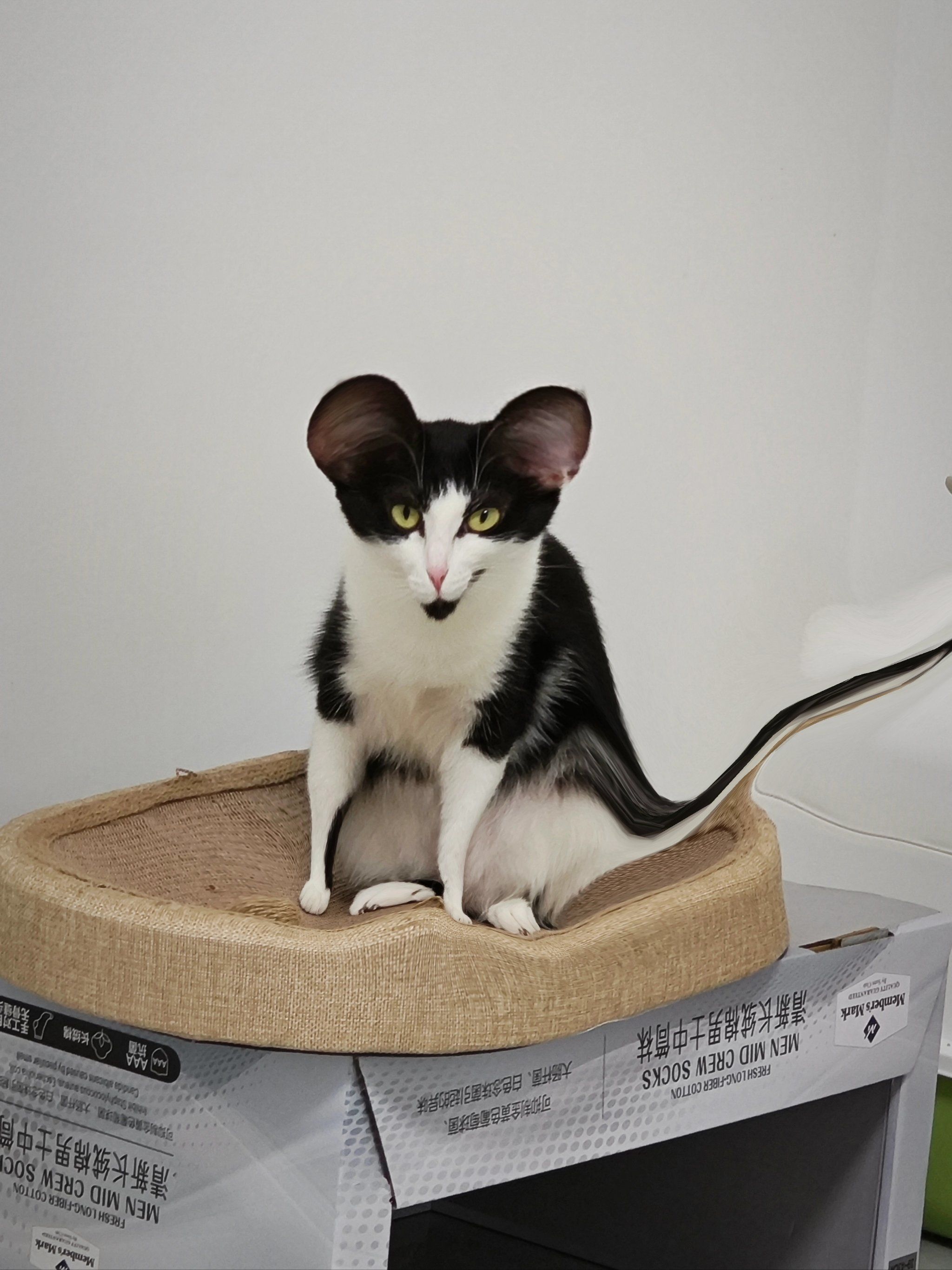 十二生肖里面为什么没有猫 十二生肖里面为什么没有猫