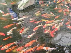 -观音桥步行街