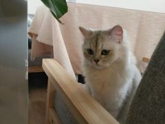 -闲扯咖啡(有猫有美食)