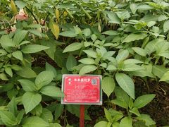 -广西壮族自治区药用植物园