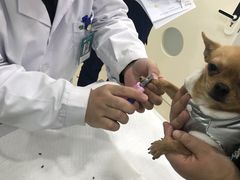 -佳雯宠物医院(金华南路分院)