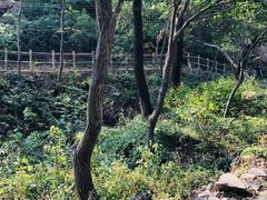 -大岭沟猕猴桃谷风景区