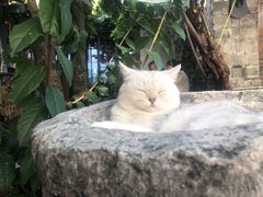 -喵屿·大理花园猫咖